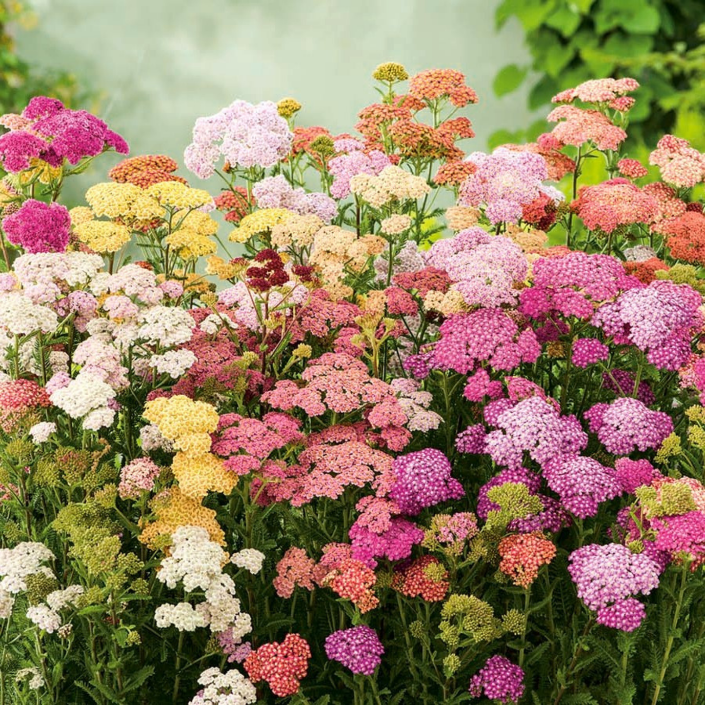 Saatgut Gartenblumen der Schmetterlinge - Piccolo Seeds