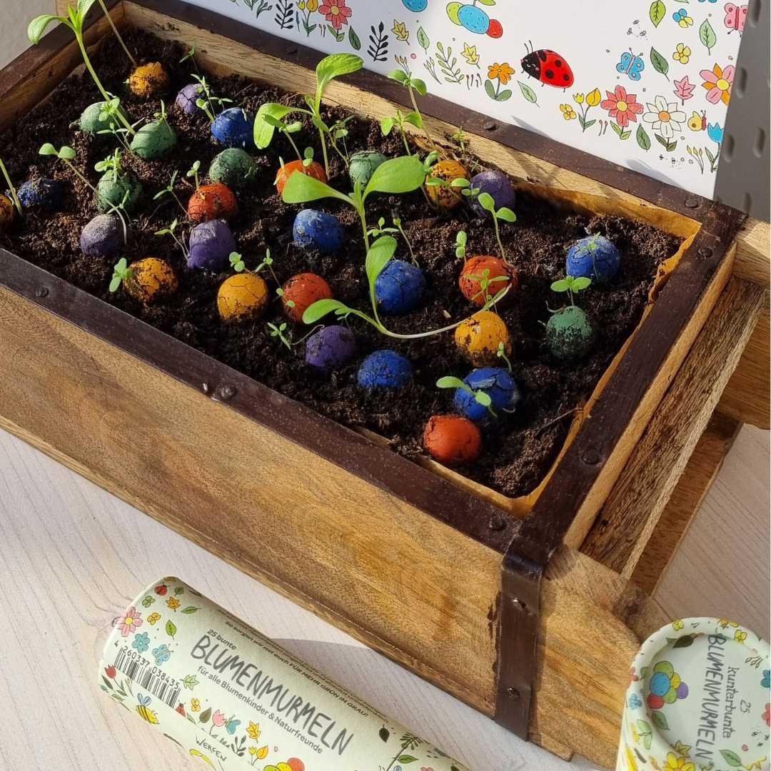 Blumenmurmeln aufgeblüht
