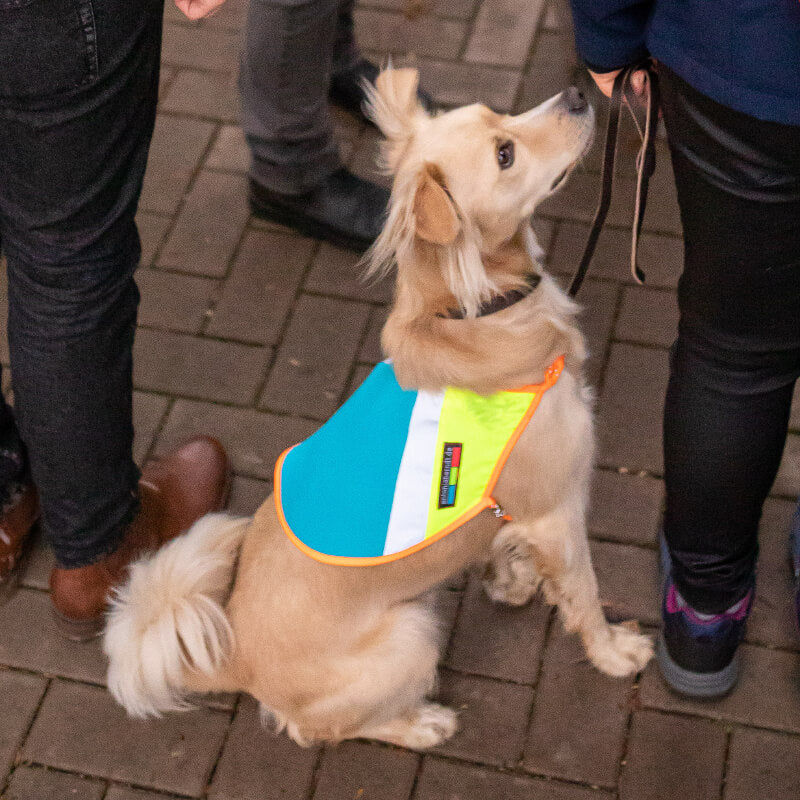 Hunde Warnwesten Hundeweste Leuchtweste rot gelb blau schöne Warnweste Bunter Hund Signalweste Turnbeutel reflex neon fair Bielefeld Hundeaccessoires