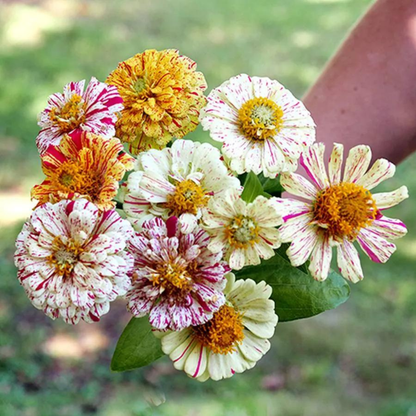 Saatgut Alte Blumenwiese - Piccolo Seeds