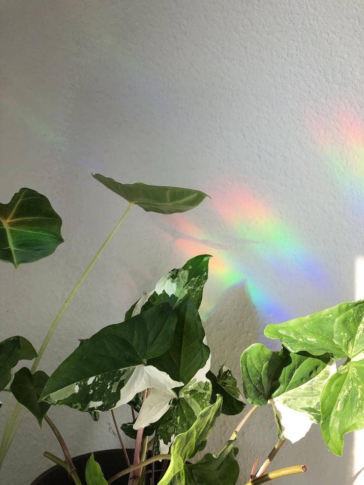 Regenbogen vom Suncatcher an Wand hinter Pflanze.