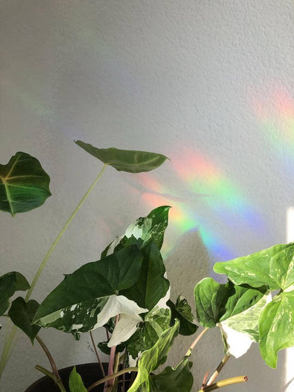 Regenbogen vom Suncatcher an Wand hinter Pflanze.